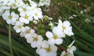 小白花怎么泡 小白花怎么做